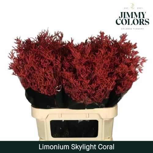 Limonium overig kleurbehandeld H%