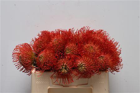 Leucospermum cordifolium 'Succession'