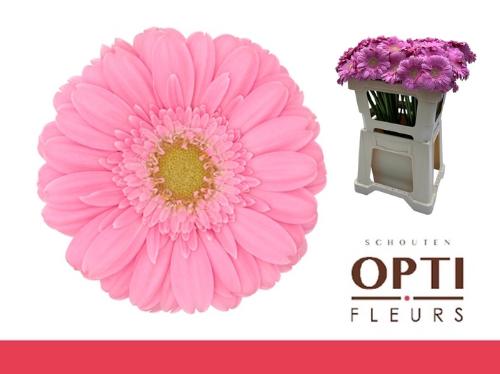 Gerbera mini Kirstey