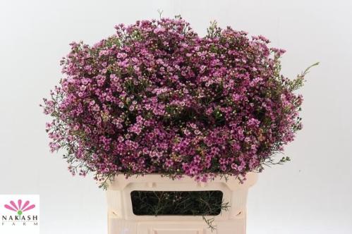 Chamelaucium uncinatum 'Jupiter'