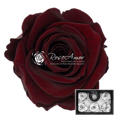 Rosa grootbloemig kleurbehandeld H%