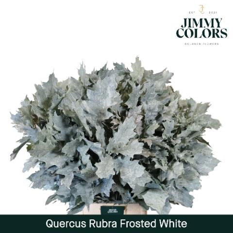 Quercus rubra kleurbehandeld H%