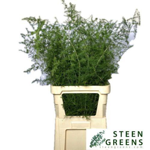 Asparagus acutifolius