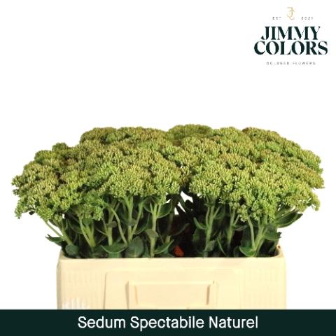 Sedum spectabile