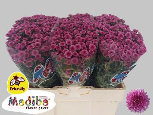 Chrysanthemum (Indicum Grp) tros santini Madiba Pink Tyolo