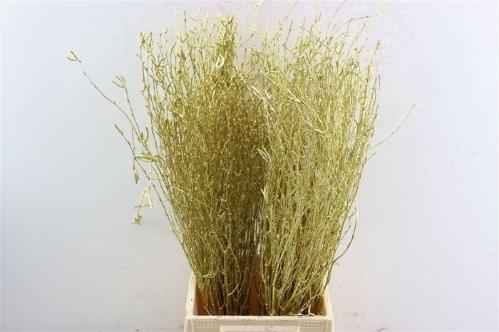 Betula kleurbehandeld H%