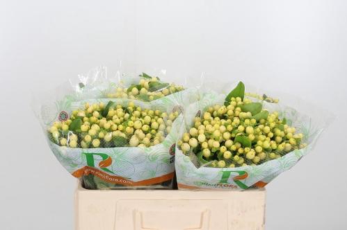 Hypericum x inodorum Magical Royal Cream