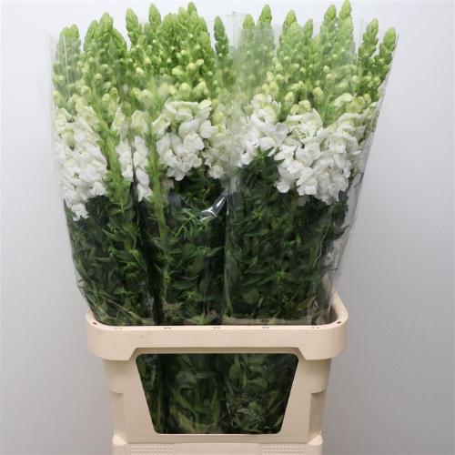 Antirrhinum majus 'Opus White'