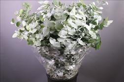 Eucalyptus per bos cinerea