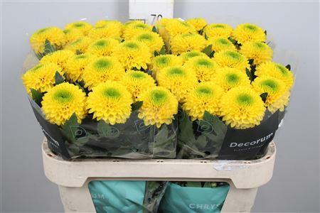 Chrysanthemum (Indicum Grp) geplozen Brasiliana
