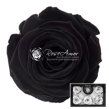 Rosa grootbloemig kleurbehandeld H%