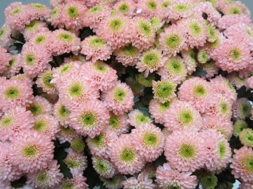 Chrysanthemum Indicum Grp tros santini kleurbehandeld H%