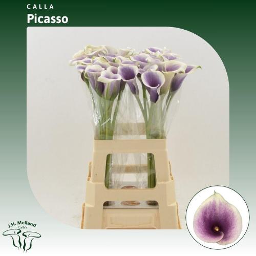 Zantedeschia 'Picasso'