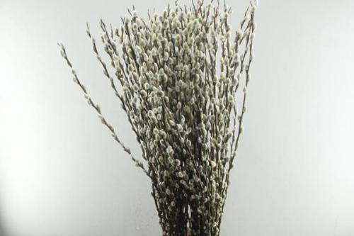 Salix caprea 'Snow Flake'