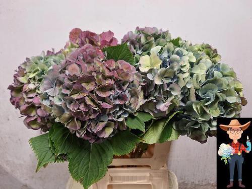 Hydrangea macrophylla 'Elbtal' (classic)