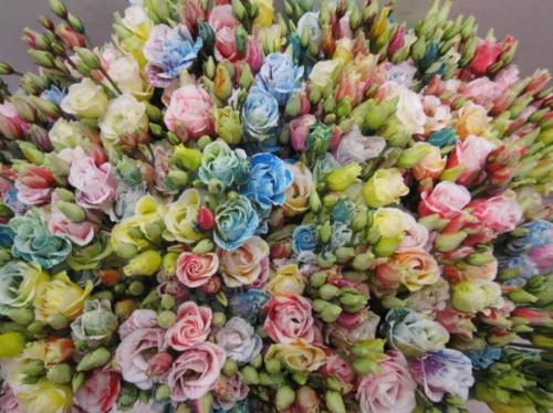 Eustoma russellianum gevuldbloemig kleurbehandeld H%