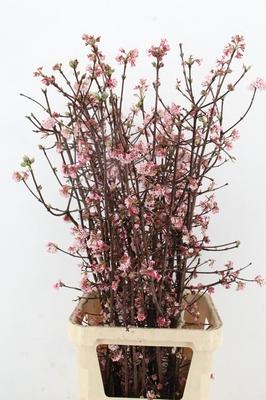 Viburnum bodnantense 'Charles Lamont'