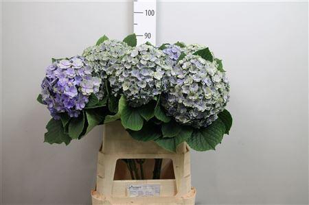 Hydrangea macrophylla Beautensia Luxor classic)