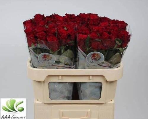 Rosa grootbloemig Ever Red