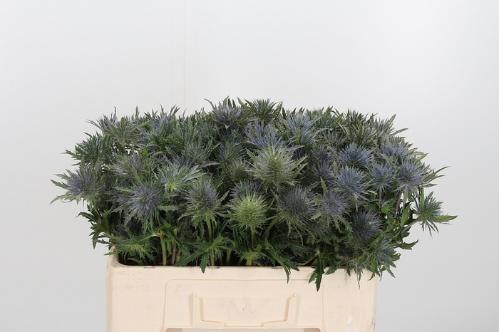 Eryngium Magical Anita
