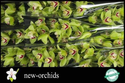 Cymbidium grootbloemig per tak 'Machteld'