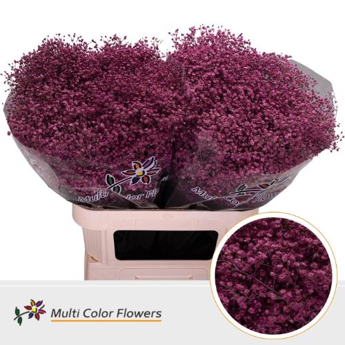 Gypsophila overig kleurbehandeld H%