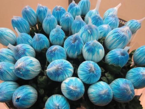 Chrysanthemum (Indicum Grp) geplozen Antonov kleurbehandeld H%