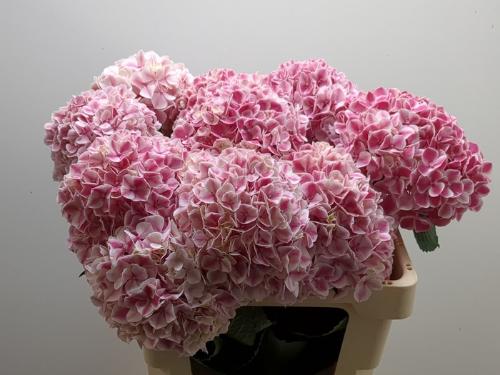 Hydrangea macrophylla 'Sunsation'