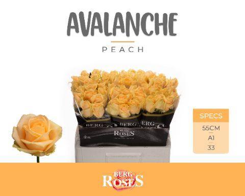 Rosa grootbloemig Avalanche Peach+