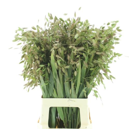 Chasmanthium latifolium