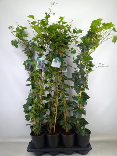 Hedera hibernica