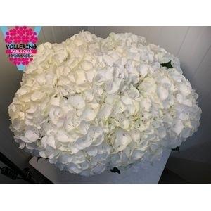 Hydrangea macrophylla Noordpool