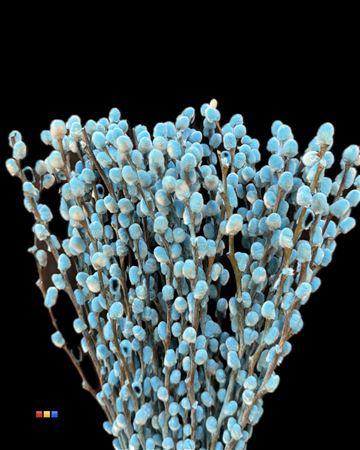 Salix H%