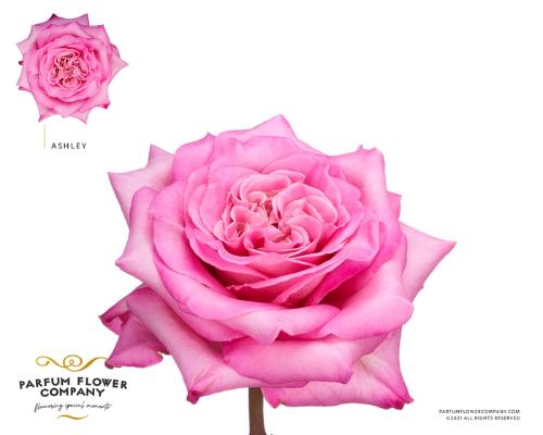 Rosa grootbloemig overig