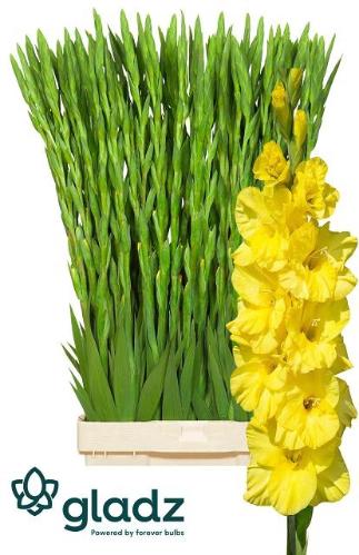 Gladiolus (Large-flowered Grp) 'Bra Val'