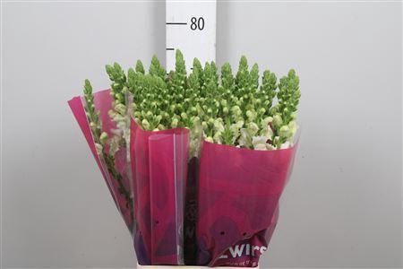 Antirrhinum majus 'Potomac White'