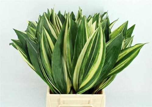 Aspidistra elatior overig