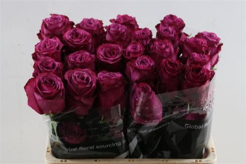 Rosa grootbloemig Blueberry