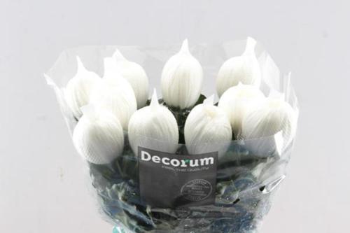 Chrysanthemum Indicum Grp geplozen kas Antonov