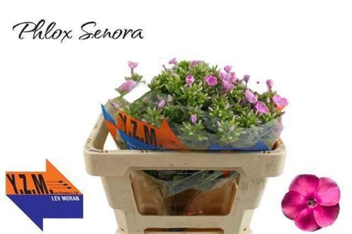 Phlox Paniculata Grp 'Cenura'