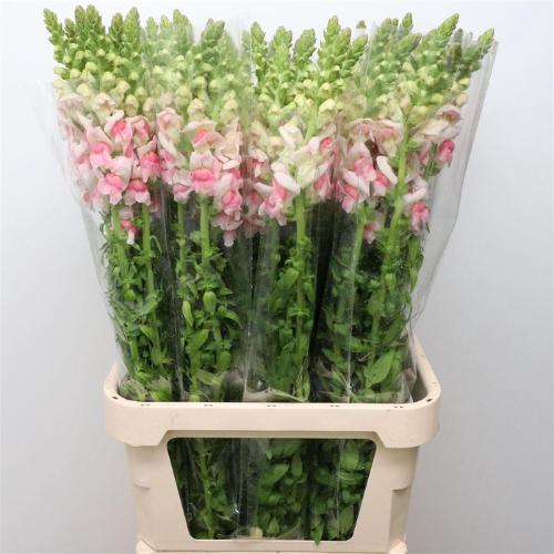 Antirrhinum majus 'Opus Appleblossom'