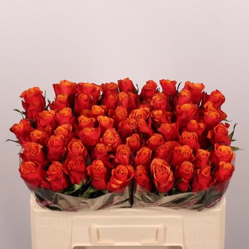 Rosa grootbloemig Espa