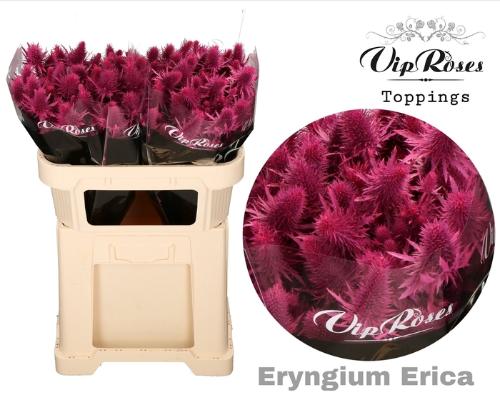 Eryngium alpinum kleurbehandeld H%