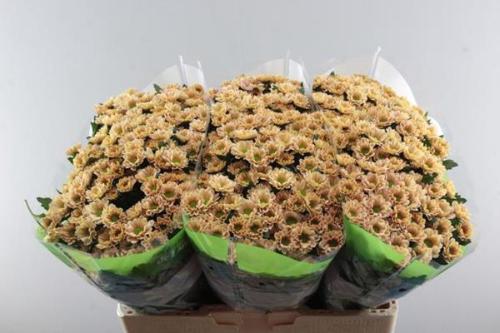 Chrysanthemum Indicum Grp tros santini 'Rossi Salmon'