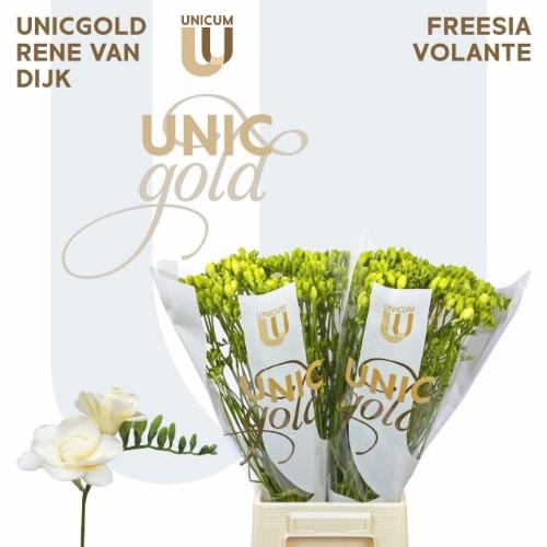 Freesia dubbelbloemig 'Volante'