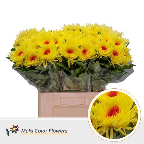 Chrysanthemum geplozen kas kleurbehandeld H%