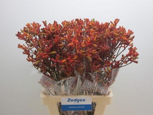 Anigozanthos 'Sienna Gold'