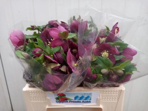 Helleborus 'Queens Red'