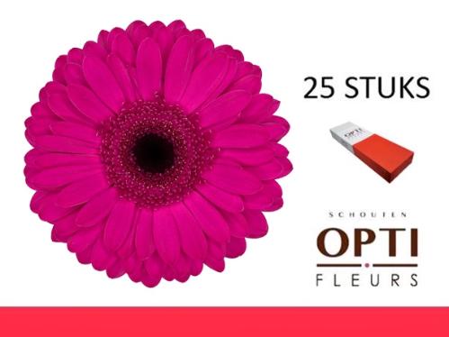 Gerbera grootbloemig Bon Dia