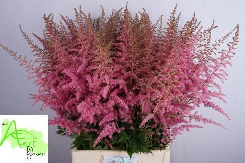 Astilbe Arendsii Grp 'Cattleya'
